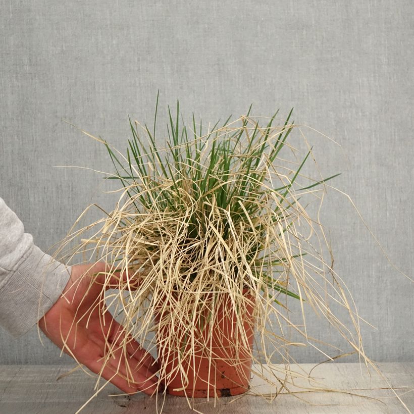 Example of Deschampsia caespitosa Bronzeschleier Vaso da 2L/3L as you get in printemps