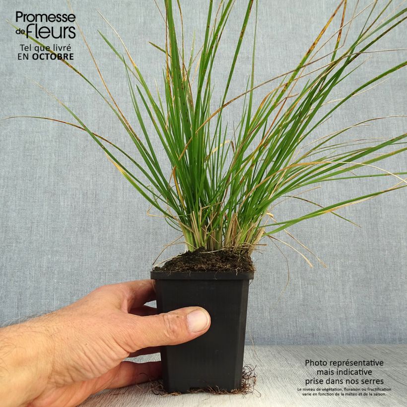 Esemplare di Deschampsia caespitosa Vasetto da 8/9 cm come consegnato in autunno