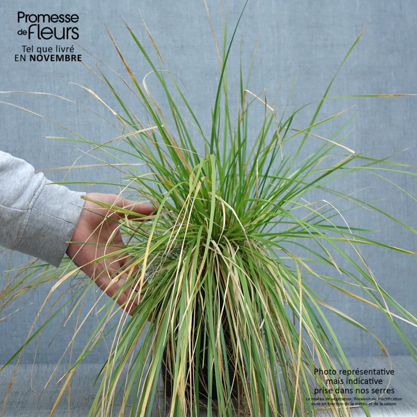 Esemplare di Deschampsia caespitosa Vaso da 2L/3L come consegnato in autunno