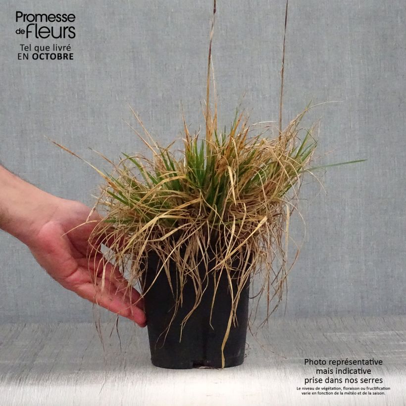 Esemplare di Deschampsia caespitosa Goldschleier Vaso da 1,5L/2L come consegnato in autunno