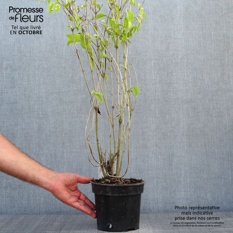 Esemplare di Deutzia crenata Pride of Rochester Vaso da 2L/3L come consegnato in autunno