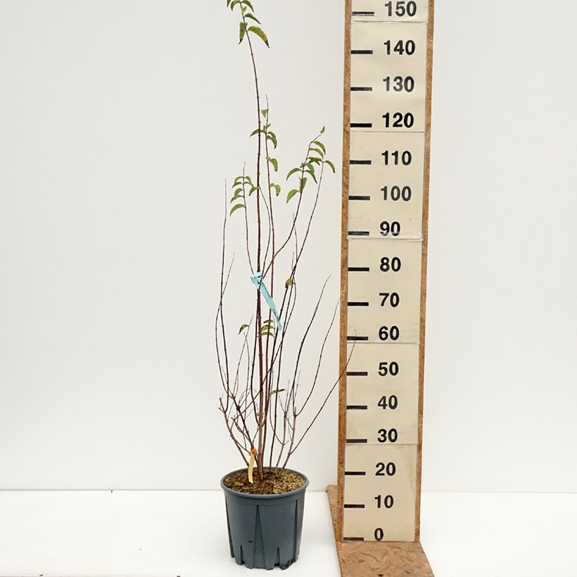 Esemplare di Deutzia crenata Pride of Rochester Vaso da 7,5L/10L come consegnato in autunno