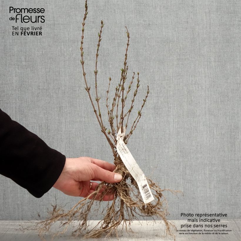 Example of Deutzia gracilis Piante piccole a radice nuda as you get in hiver