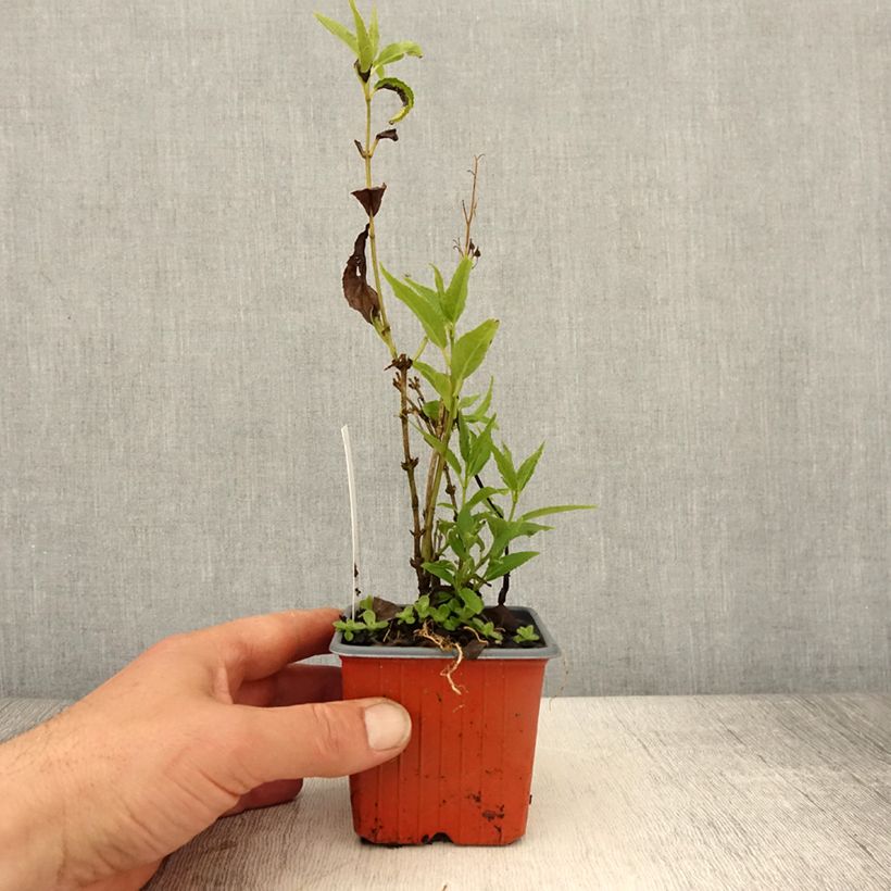 Example of Deutzia gracilis Vasetto da 8/9 cm as you get in printemps