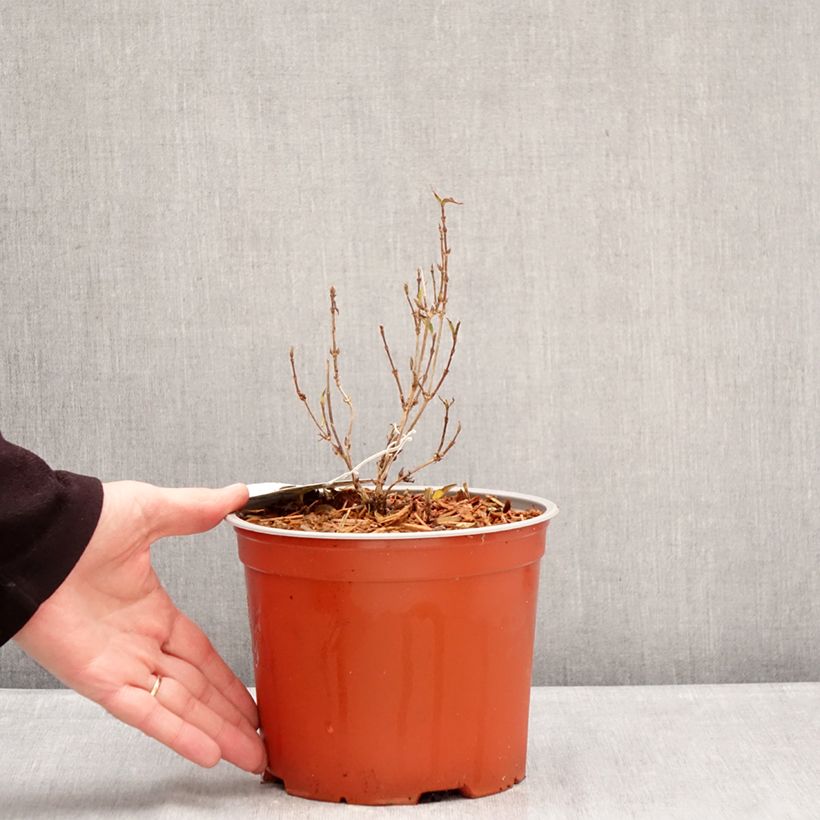 Deutzia gracilis Variegata Vaso da 3L/4L esemplare consegnato in inverno