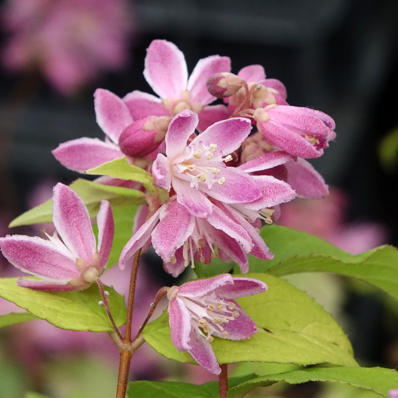 Deutzia Strawberry Fields (Flowering)