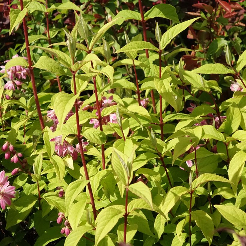 Deutzia Strawberry Fields (Plant habit)