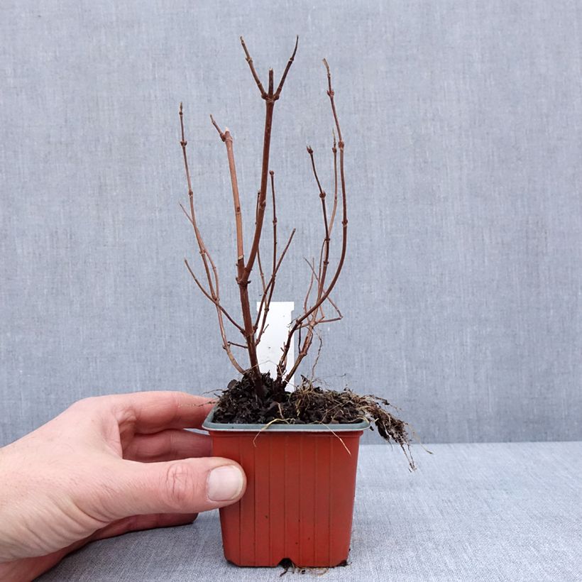 Deutzia hybrida Strawberry Fields - Deutzie Godet de 8/9 cm esemplare consegnato in inverno