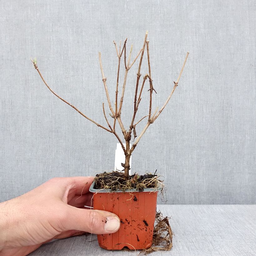 Example of Deutzia Mont Rose Vasetto da 8/9 cm as you get in printemps