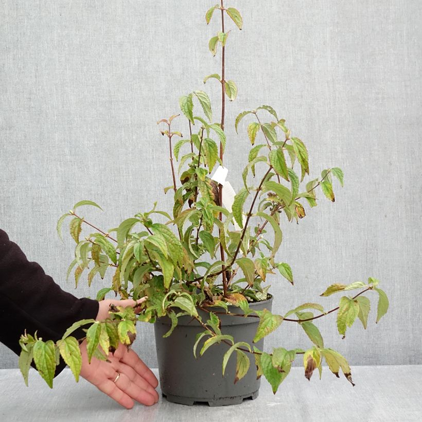 Esemplare di Deutzia Mont Rose Vaso da 2L/3L come consegnato in autunno