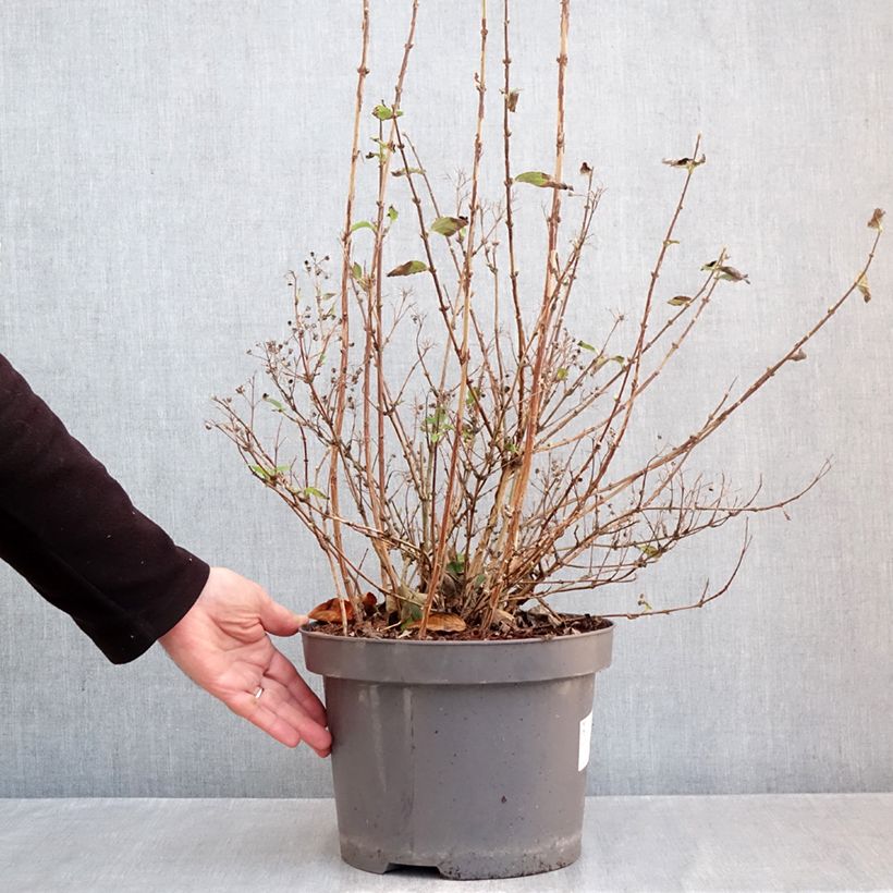 Esemplare di Deutzia Mont Rose Vaso da 7,5L/10L come consegnato in autunno