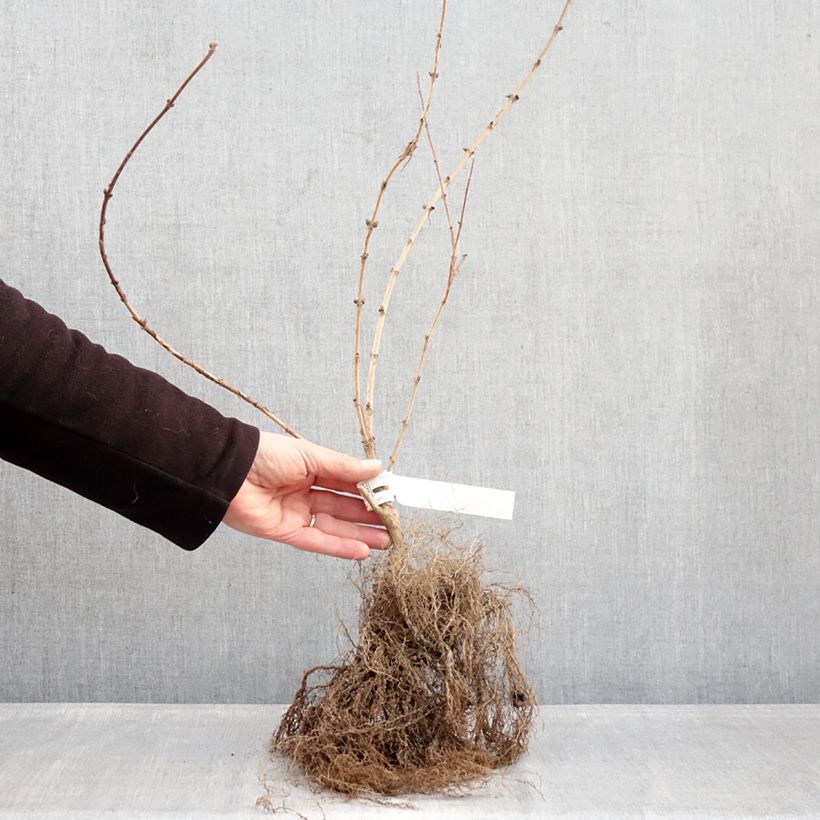 Example of Deutzia Mont Rose Piante piccole a radice nuda as you get in hiver