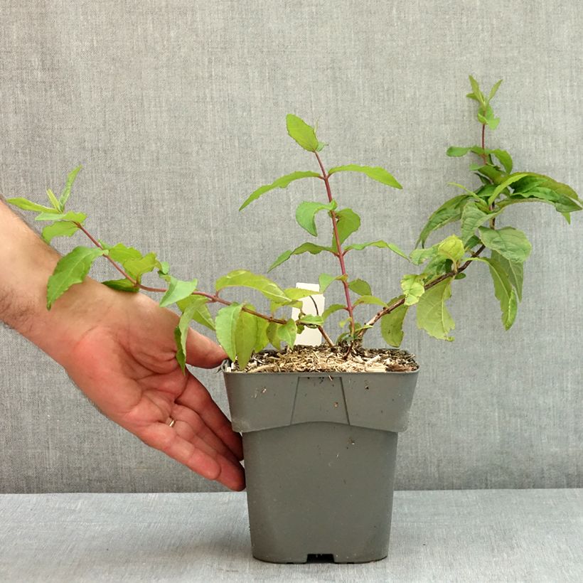 Esemplare di Deutzia Raspberry Sundae Vaso da 2L/3L consegnato in estate