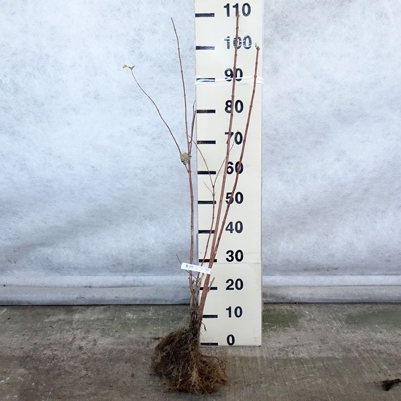 Deutzia magnifica Piante piccole a radice nuda esemplare consegnato in inverno