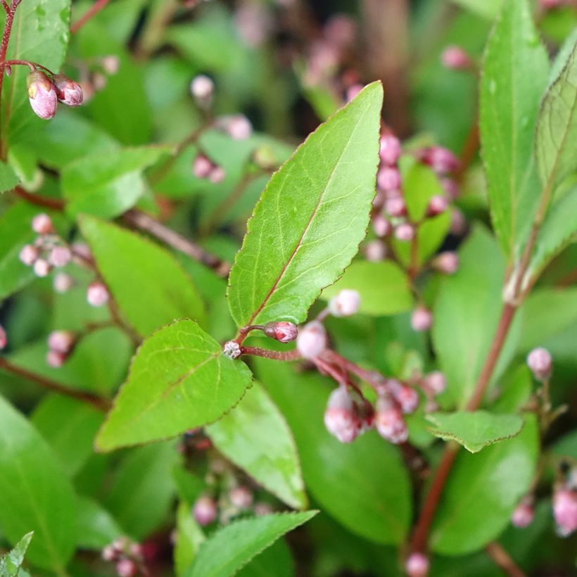 Deutzia Million Stars Pink Carpet (Fogliame)