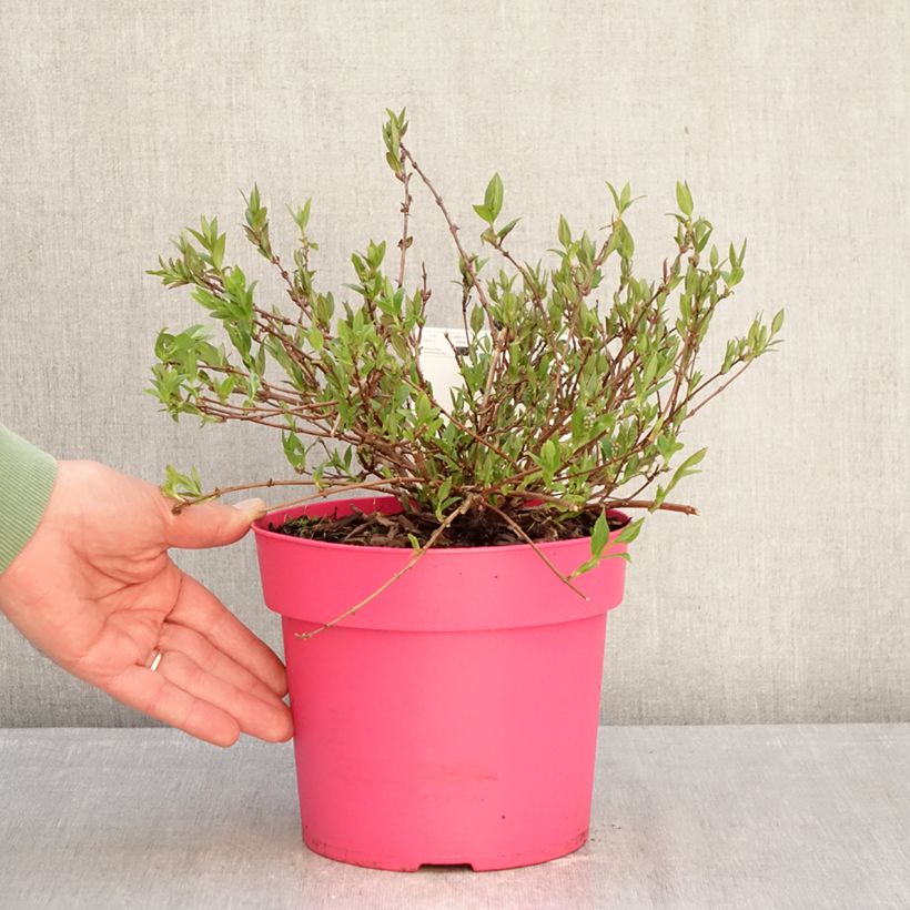 Deutzia Million Stars Pink Carpet Pot de 3L/4L esemplare consegnato in inverno