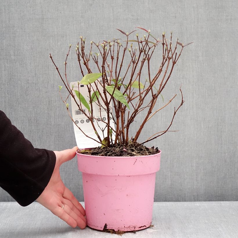 Deutzia Million Stars Pink Cloud Vaso da 3L/4L esemplare consegnato in inverno