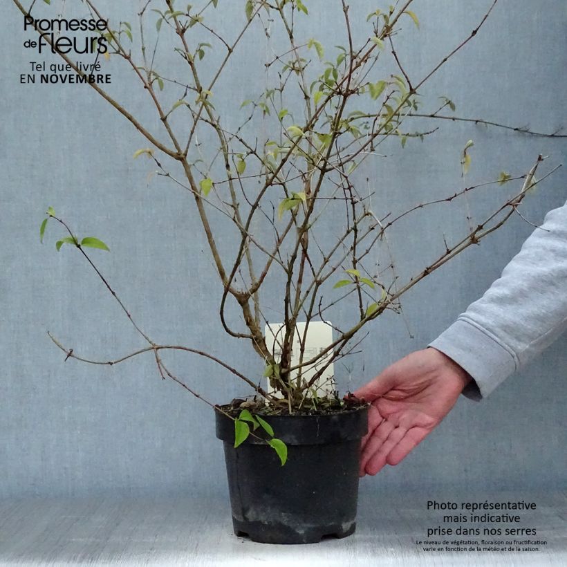 Esemplare di Deutzia monbeigii Pot de 2L/3L come consegnato in autunno
