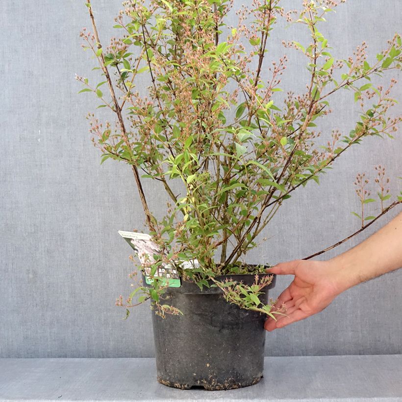 Example of Deutzia purpurascens Kalmiiflora Vaso da 7,5L/10L as you get in printemps