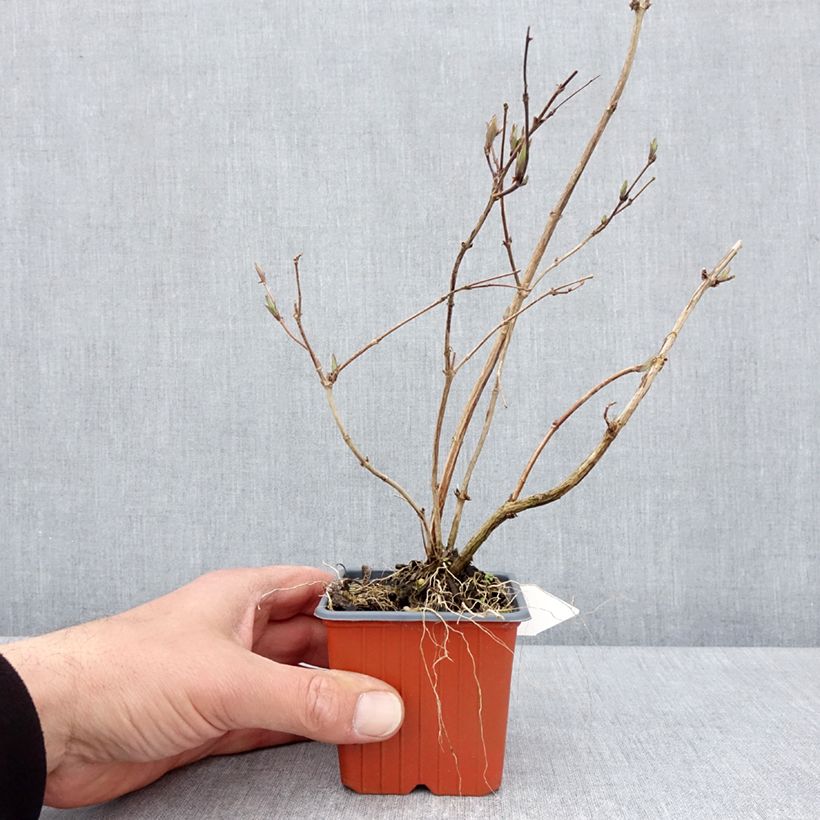 Example of Deutzia purpurascens Kalmiiflora Vasetto da 8/9 cm as you get in printemps