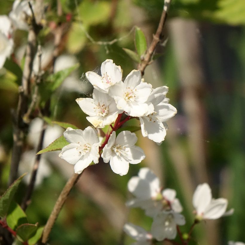 Deutzia rosea Campanulata (Fioritura)