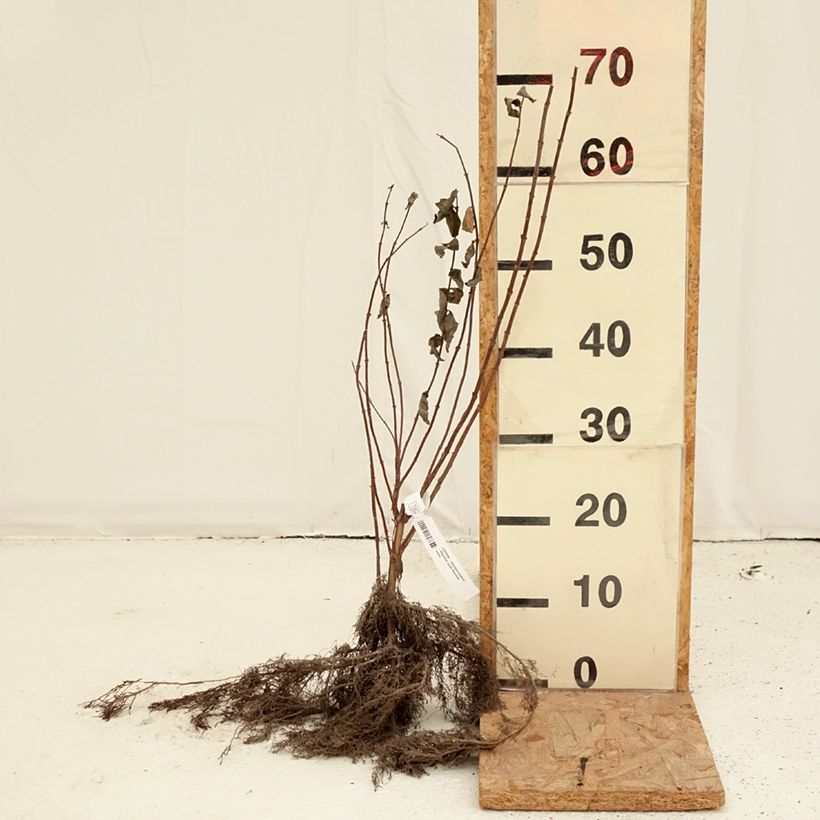 Deutzia scabra Piante piccole a radice nuda esemplare consegnato in inverno