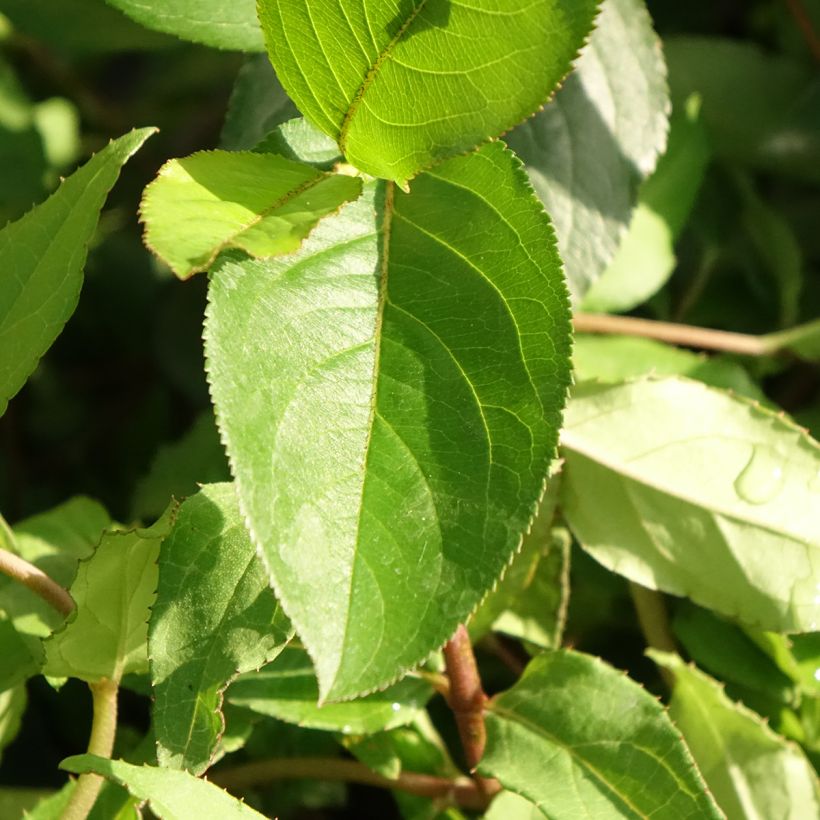 Deutzia scabra Punctata (Foliage)