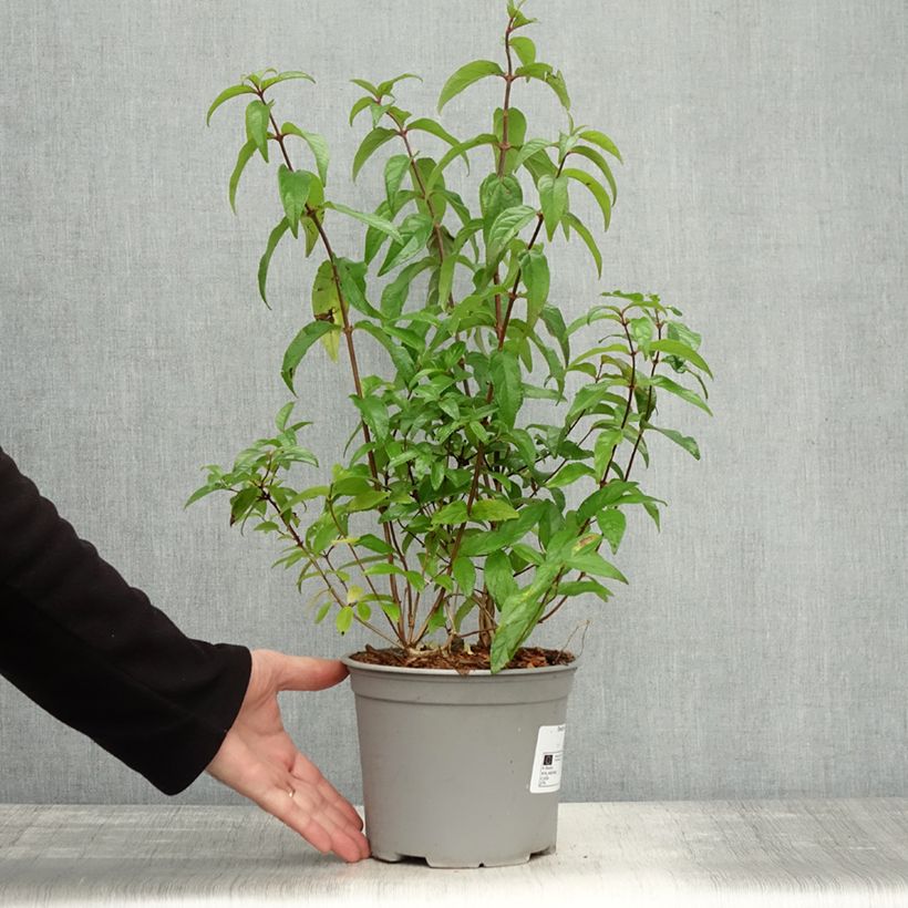 Esemplare di Deutzia scabra Punctata - Deutzie Pot de 2L/3L come consegnato in autunno