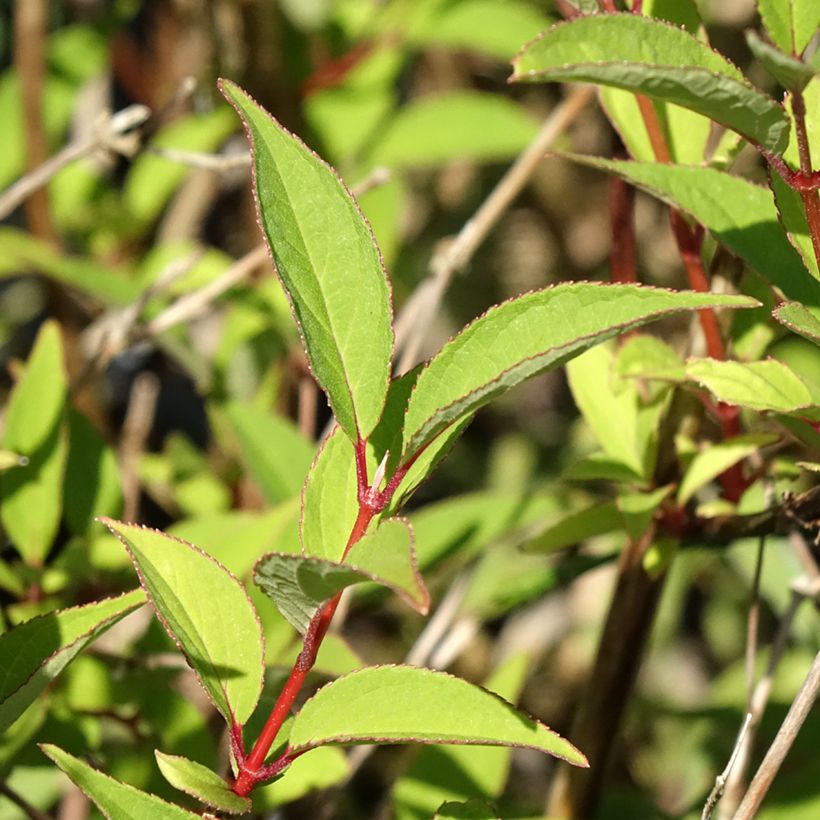 Deutzia lemoinei (Foliage)