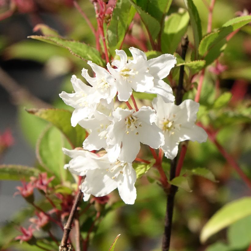 Deutzia lemoinei (Flowering)