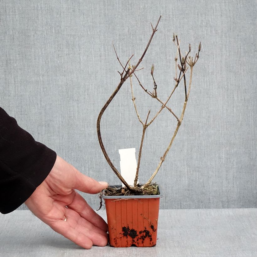 Example of Deutzia lemoinei Vasetto da 8/9 cm as you get in printemps