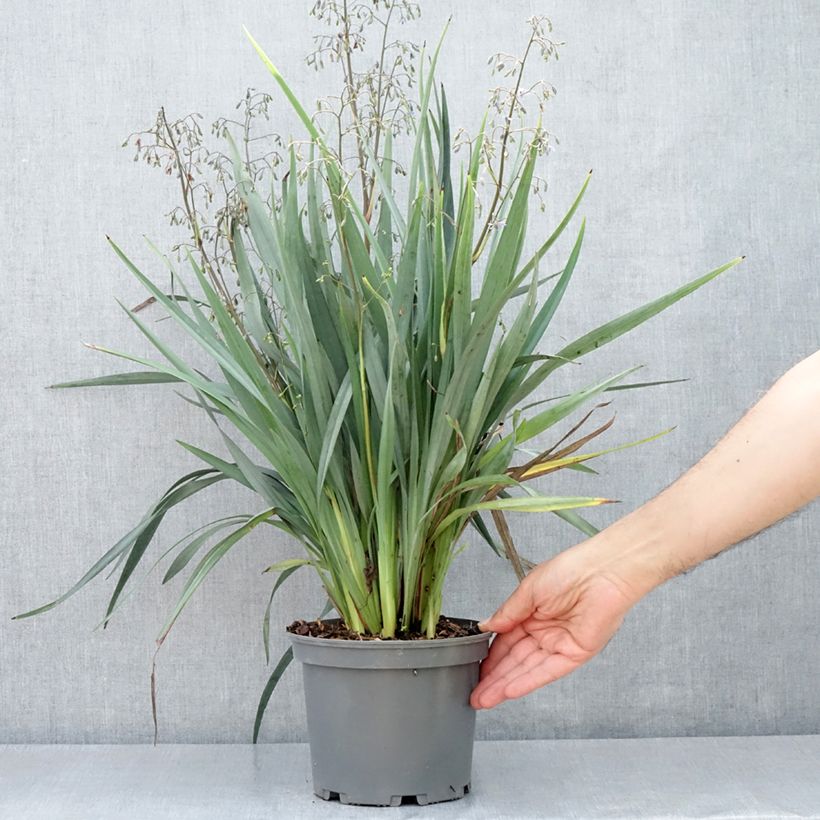 Dianella caerulea Cassa Blue Vaso da 2L/3L esemplare consegnato in primavera