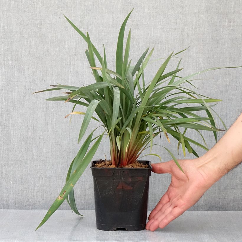 Dianella revoluta Blue Stream Vaso da 3L/4L esemplare consegnato in primavera