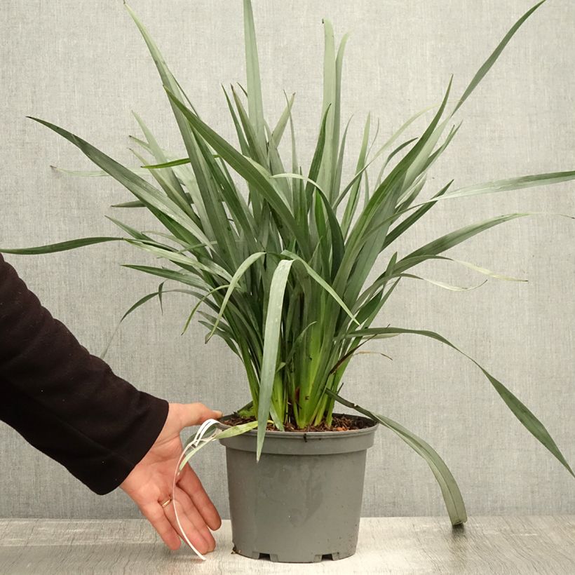 Esemplare di Dianella caerulea Cassa Blue Pot de 2L/3L come consegnato in autunno