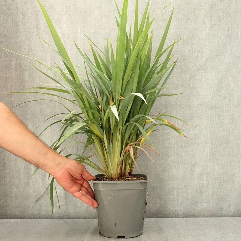 Esemplare di Dianella revoluta Clarity Blue Pot de 4L/5L consegnato in estate