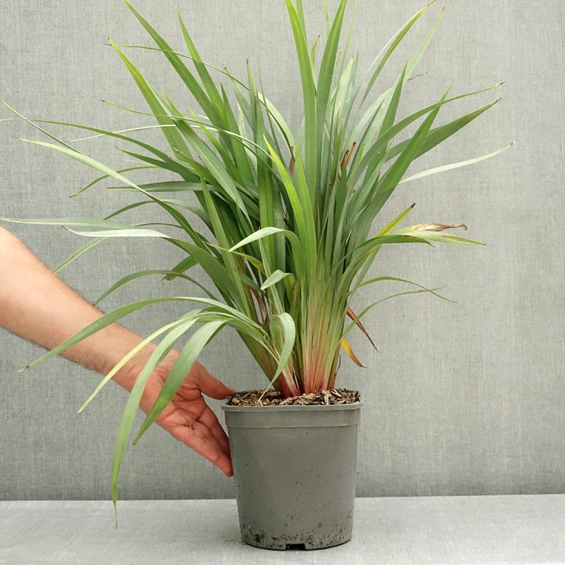 Dianella revoluta Clarity Blue Vaso da 4L/5L esemplare consegnato in primavera