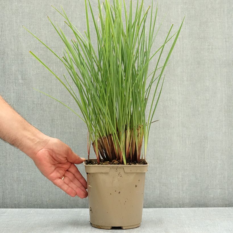 Esemplare di Dianella revoluta Coolvista Vaso da 3L/4L consegnato in estate