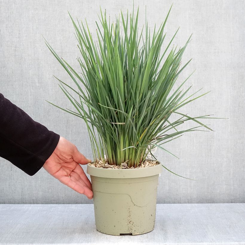 Dianella revoluta Coolvista Vaso da 3L/4L esemplare consegnato in primavera