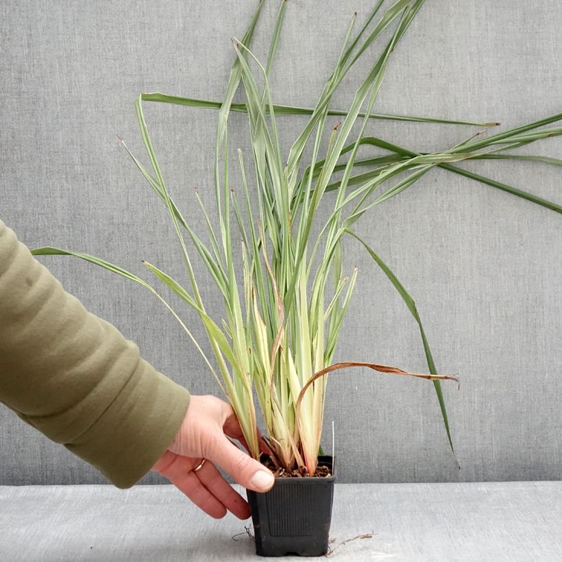 Dianella tasmanica Silver Fox - Herbe aux turquoises Vasetto da 8/9 cm esemplare consegnato in inverno