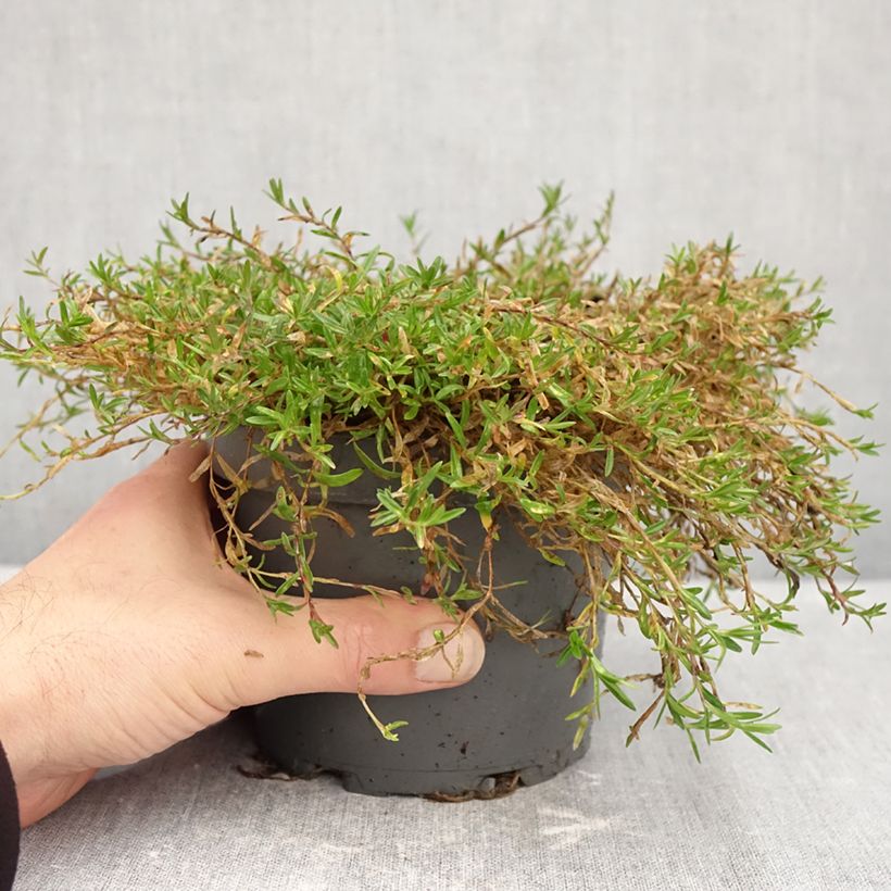 Esemplare di Dianthus deltoides - Garofanino minore Vaso da 1,5L/2L come consegnato in autunno