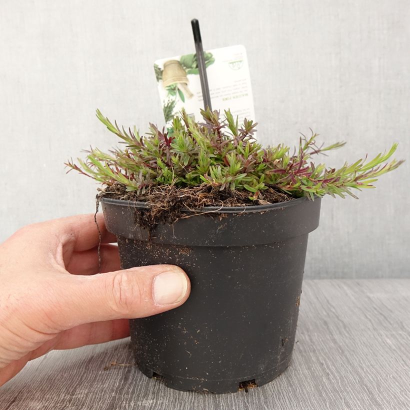 Dianthus deltoides - Garofanino minore Vaso da 1,5L/2L esemplare consegnato in primavera