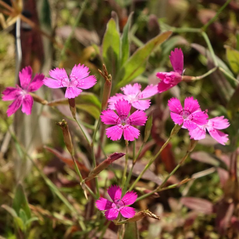 Dianthus deltoides - Garofanino minore (Fioritura)