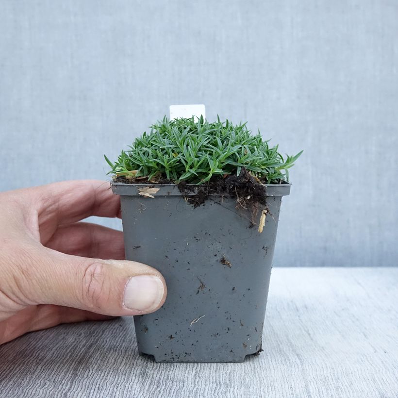 Esemplare di Dianthus La Bourboule Alba - Oeillet Godet de 8/9 cm come consegnato in autunno
