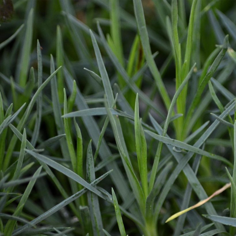 Dianthus plumarius Pike's Pink - Garofano strisciante (Foliage)