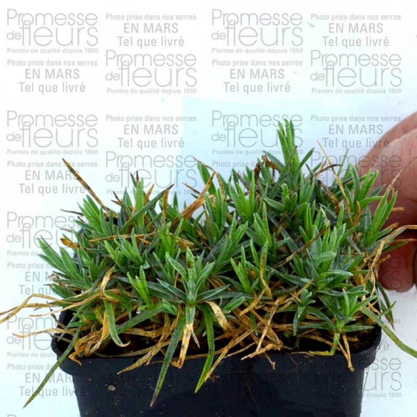 Example of Dianthus plumarius Pike's Pink - Garofano strisciante Vasetto da 8/9 cm as you get