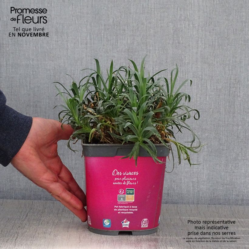 Esemplare di Dianthus plumarius Scent First Sugar Plum - Garofano strisciante Vaso da 2L/3L come consegnato in autunno