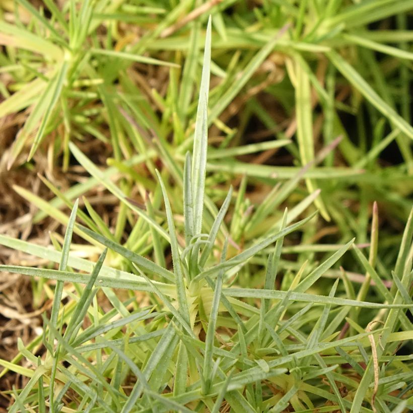 Dianthus spiculifolius - Garofano (Foliage)