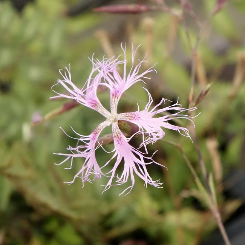 Dianthus superbus - Garofanino frangiato (Flowering)