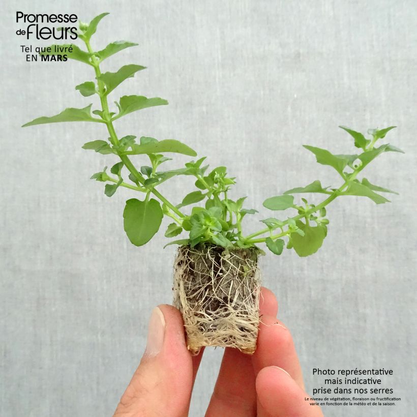 Diascia Breezee Plus Red Mini zolla Ø 1,5/2,5 cm esemplare consegnato in primavera