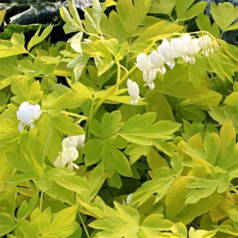 Dicentra spectabilis White Gold - Cuore di Maria (Foliage)